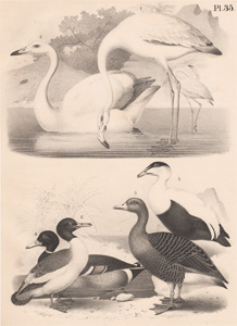 The Flamingo, The Singing Swan, The Gray Goose, The Wild Duck, The Eider Duck, The Green-headed Goosander